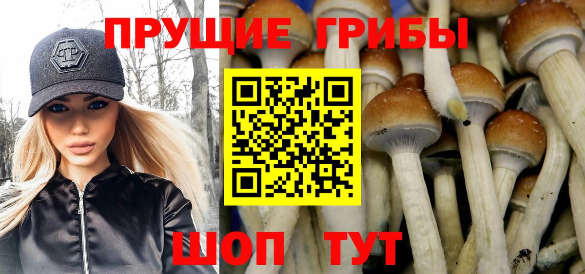 Псилоцибиновые грибы прущие грибы Осинники